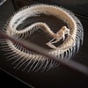 Viper Skeleton in a glass box 