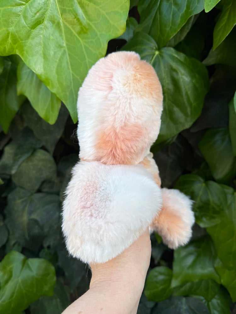 Image of silkie chicken-first payment