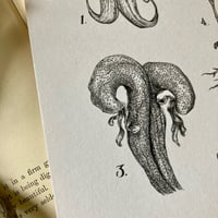 Image 5 of Carnivorous Plants A4 Print 