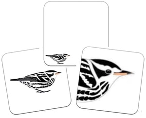 Image of Black and white Warbler - No.45 - UK Birding Series
