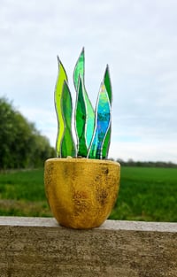 Image 1 of Stained Glass Snake Plant in Mottled Gold pot