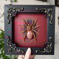 Real Framed Spider