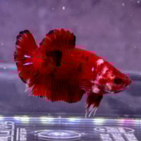 Image of Red/Black Koi HMPK Male