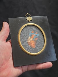 Image 2 of ANTIQUE ANATOMICAL COLLECTION - Preserved web  - 1