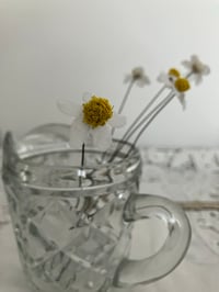 Image 4 of Chamomile 