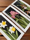 NARCISSUS | IRIS | ORCHID