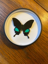 Image 1 of Papilio paris