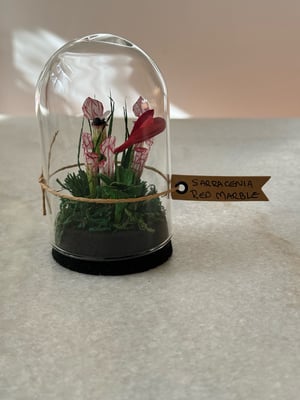Image of Sarracenia red marble paper plant