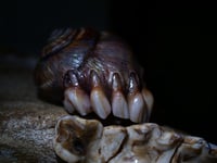 Image 5 of Dental Snull sculpture- dark walnut color, OOAK