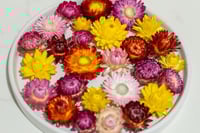 Image 4 of 60 Strawflower Heads - MIXED Colours