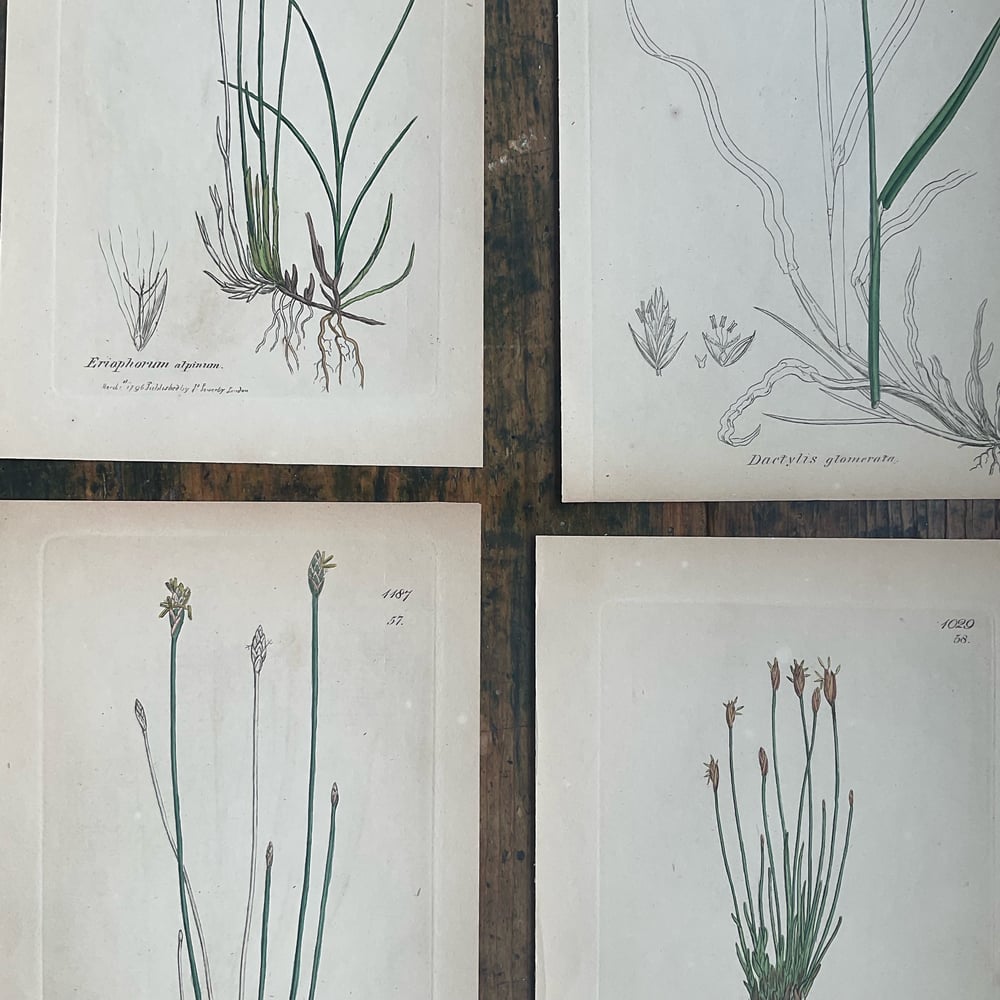 Image of Botanical Pictures group no,2