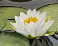 Water lily