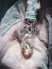 Image 4 of 3/3 payment reserved !! Newborn Parakeet  