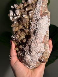 Image 12 of XL SUGARY DOG TOOTH CALCITE -MEXICO- B