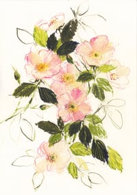 Dog roses 2