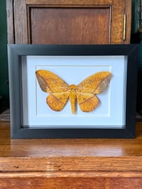 Image 2 of eacles penelope