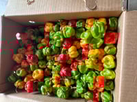 Image 2 of Fresh Red Pepper (A Pack)