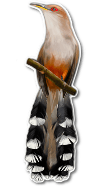 Pájaro Bobo Mayor | Puerto Rican Lizard Cuckoo Sticker