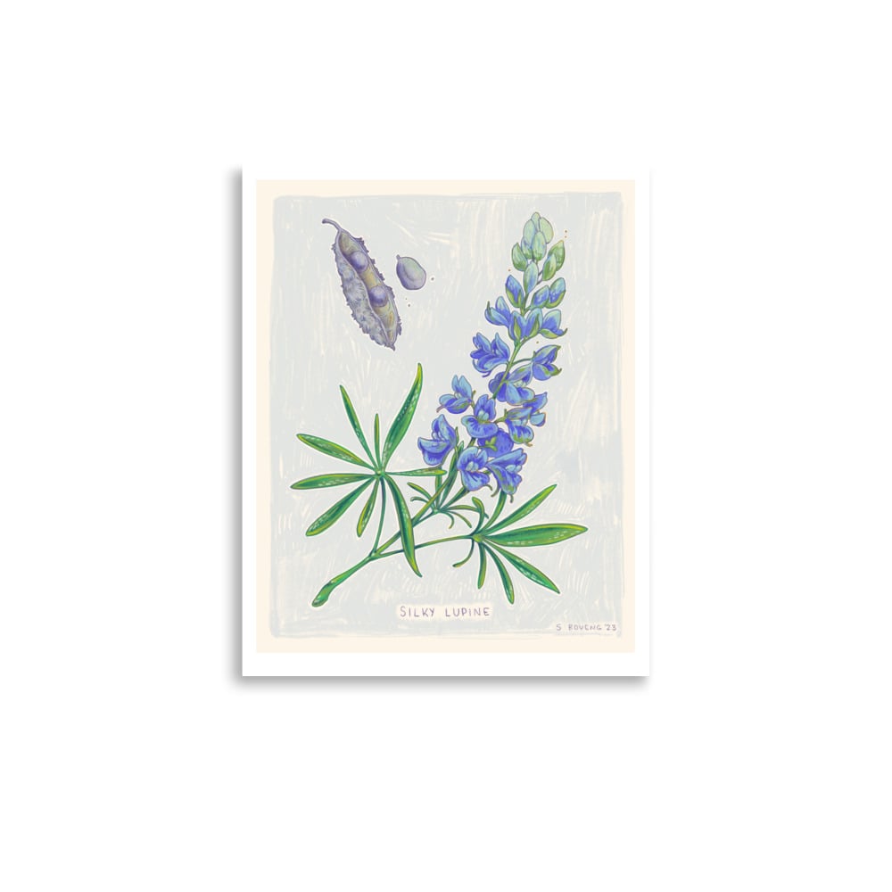 Image of Lupine- Print