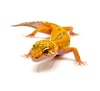 (Giant Line) Tangerine (Tremper) Reverse Stripe H-13