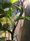 Image of 🌿Tréllis à plante "trelluna"