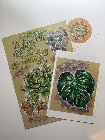 Image of Echeveria & Monstera bundle 