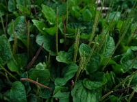 Plantain (plantago major)