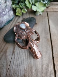 Image 2 of Muskrat Skull with Moonstone