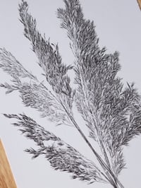 Image 3 of Reed Grass - A4 - Original Botanical Monoprint 