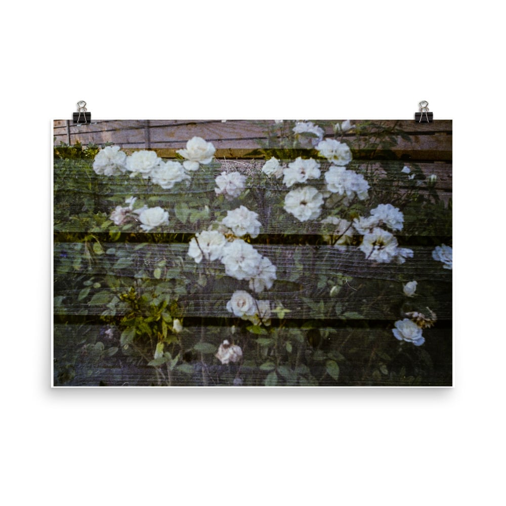 Image of Tea Roses
