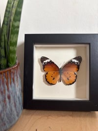 Image 1 of Framed Butterfly mini