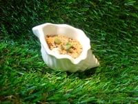 Image 1 of ShellRoot + baby sentum succulent