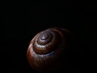Image 12 of Dental Snull sculpture- dark walnut color, OOAK