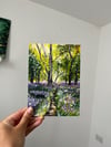 Bluebell Forest