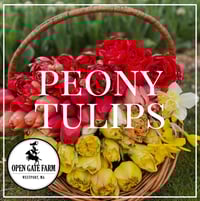 Image 1 of Peony Tulip Bouquets (Farm Pickup Dates May 1 - 9)