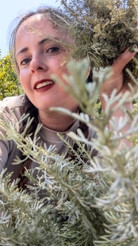 Image 4 of Sagebrush Liniment