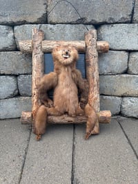 Image 1 of Freaky On A Log