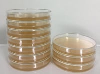 Pre-Poured Agar Petri Dish 