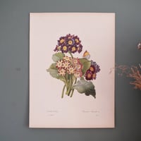 Image 17 of Planches  Anciennes les fleurs de Redouté 