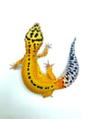 White & Yellow Red Stripe Reverse Stripe (B2- 01) (PROVEN BREEDER)