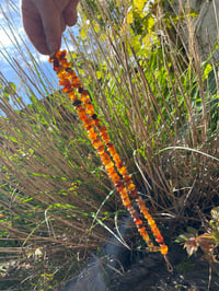 Image 3 of Baltic Amber Necklace 
