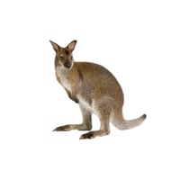 Bennett’s Wallaby