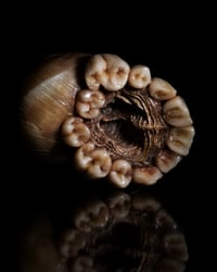 Image 16 of Dental Snull sculpture- blonde bone color, OOAK