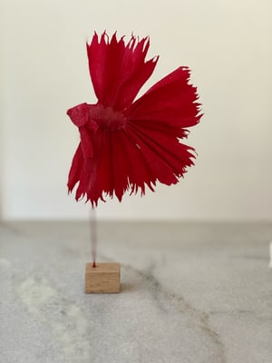 Image of Betta fighting fish Big Red specimen. Faux taxidermy 