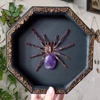 Image 1 of Gooty Sapphire