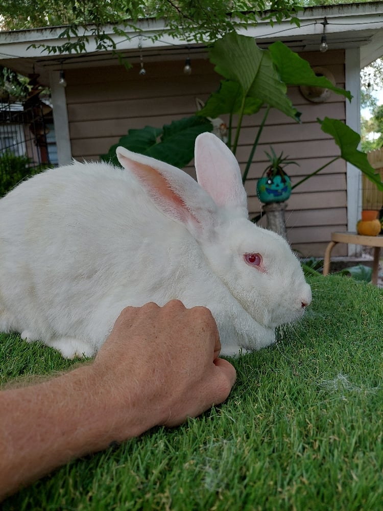 Image of Flemish Giant 10 (Fixed)