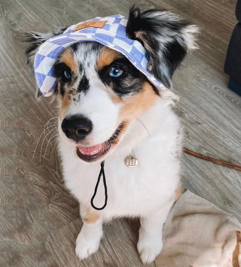 Purple Designer Pet Bucket Hat