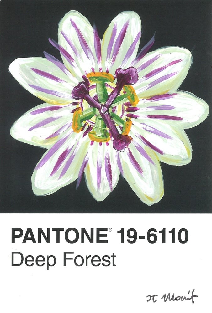Image of Starflower Pantone