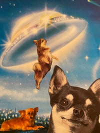 Image 1 of Chihuahua bundle 