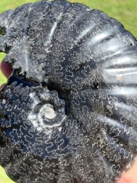 Image 10 of Large Black Ammonite Fossil With Pyrite | Madagascar #2699